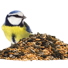 Pet Food